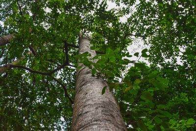 Low angle view of trees in forest against sky