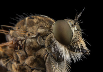 Close-up of insect against black background