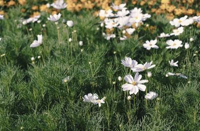 High angle view of white flowering plants on field
