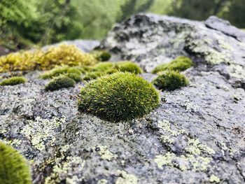 Close-up of moss growing on rock