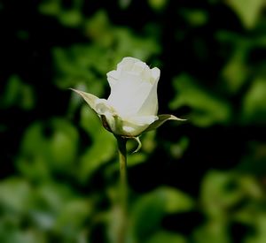 Close-up of white flowers