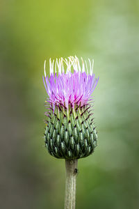 Close-up of purple flowering plant