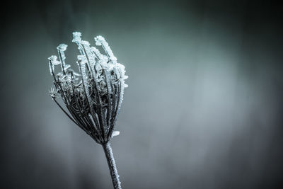 Close-up of plant against white background