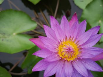 Close-up of pink water lily