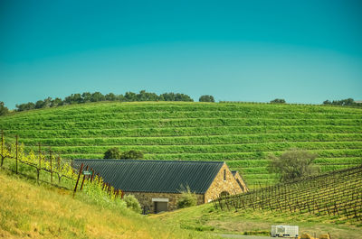 Scenic view of agricultural field against sky