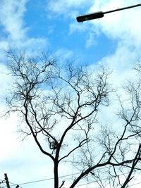 Low angle view of bare trees against sky