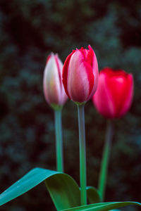 Close-up of red tulips