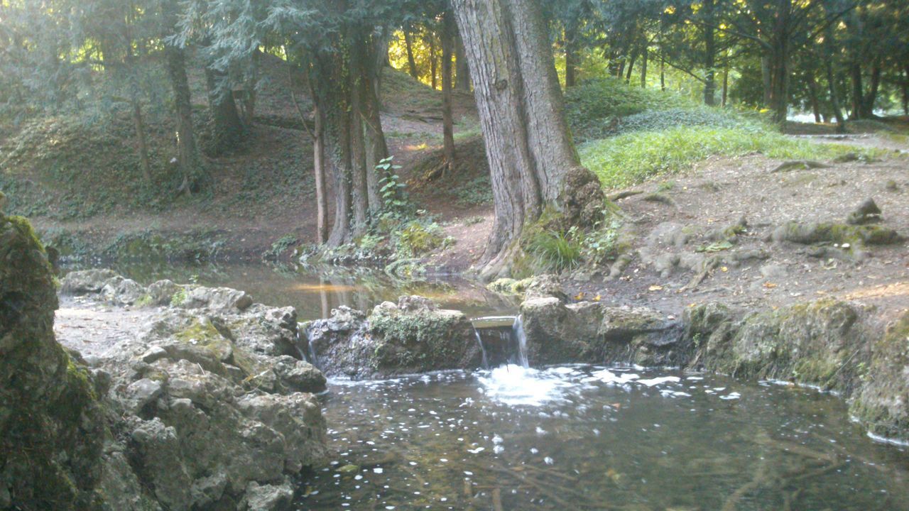 tree, forest, water, tranquility, nature, beauty in nature, tranquil scene, scenics, stream, growth, tree trunk, flowing water, woodland, rock - object, river, non-urban scene, flowing, sunlight, day, idyllic