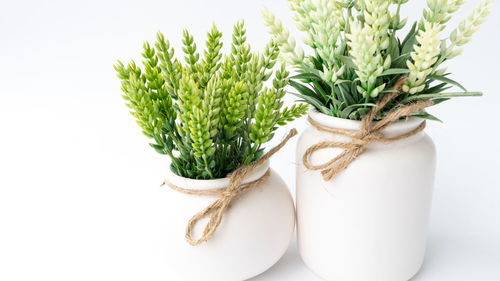 Close-up of potted plant over white background