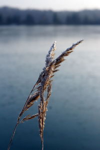 Close-up of frozen plant against lake