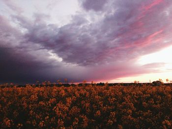 Scenic view of field against cloudy sky