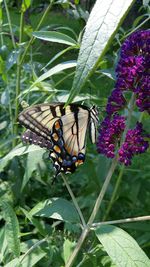 Close-up of butterfly on flower