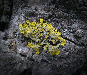 Close-up of yellow flowers