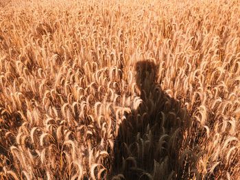 Shadow of man on crops at farm