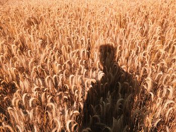 Shadow of man on grass