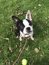 High angle portrait of a dog on field