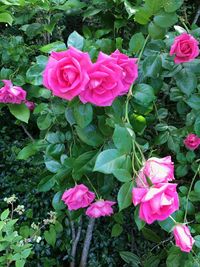 Close-up of pink flowers blooming outdoors