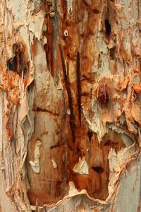 Detail shot of tree trunk