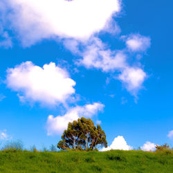 Canary island nature