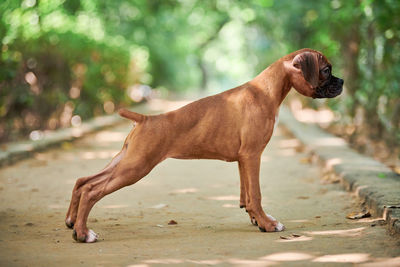 Close-up of dog on street