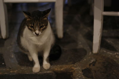 Portrait of cat sitting on floor