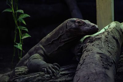 Close-up of lizard