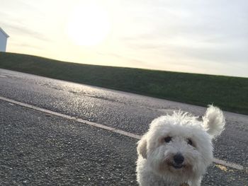 Dog on road