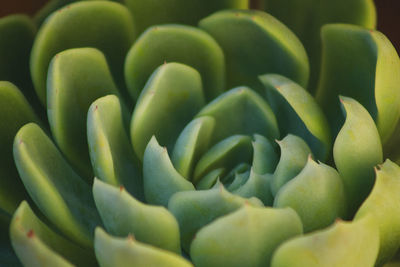 Full frame shot of green beans