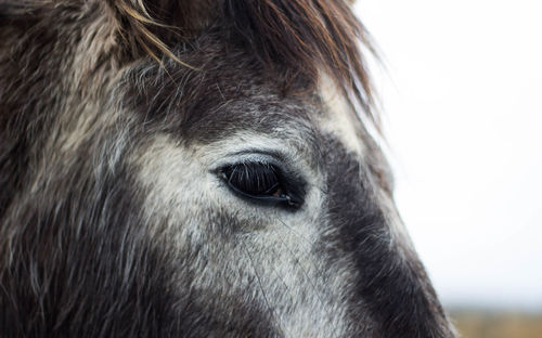 Gray and white horse, eye close-up