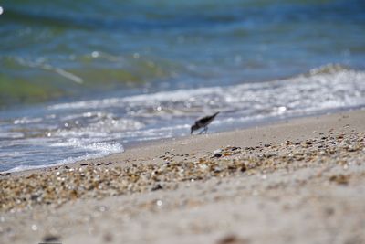 Close-up of bird on beach