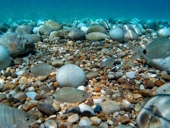 Fish swimming in sea
