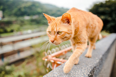 Close-up of a cat