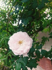 Close-up of pink rose