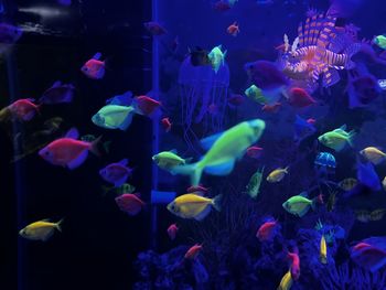 Close-up of fish swimming in aquarium