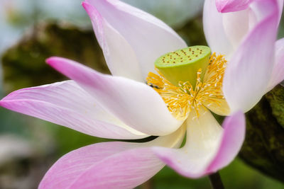 Close-up of pink flower