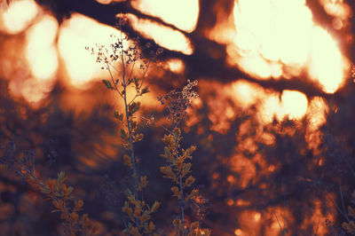 Low angle view of silhouette plants against sky during sunset