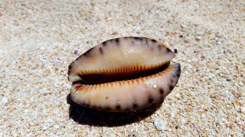 Close-up of shell on sand