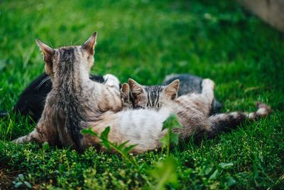 Cats relaxing on field