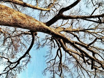 Low angle view of bare trees against sky