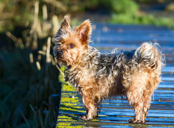 Close-up of dog