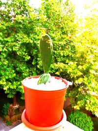 Close-up of potted plant in pot