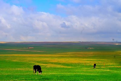 Horses in a field