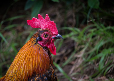 Close-up of rooster