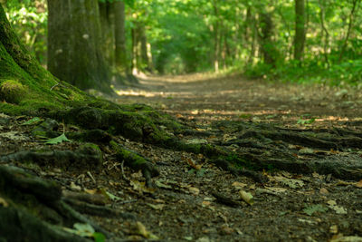 Surface level of trees on field in forest