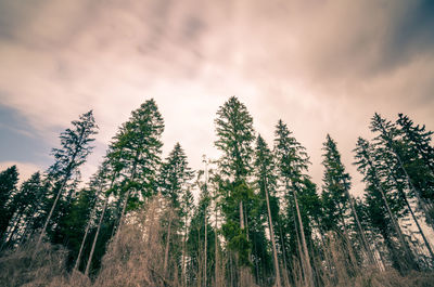 Low angle view of trees against cloudy sky