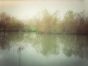 Reflection of trees in water