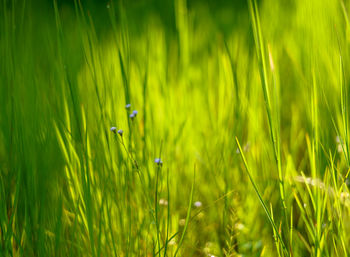 Close-up of grass growing in field