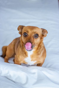 High angle view of dog on bed