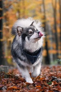 Portrait of a young finnish lapphund dog wearing a bandana and licking his mouth