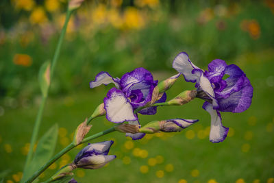 Close-up of purple flowering plant